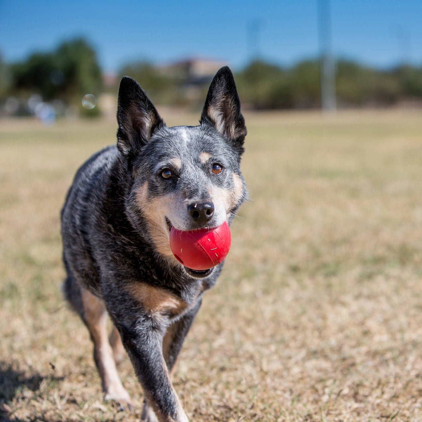 Medium/Large Ball w/Hole Dog Fetch