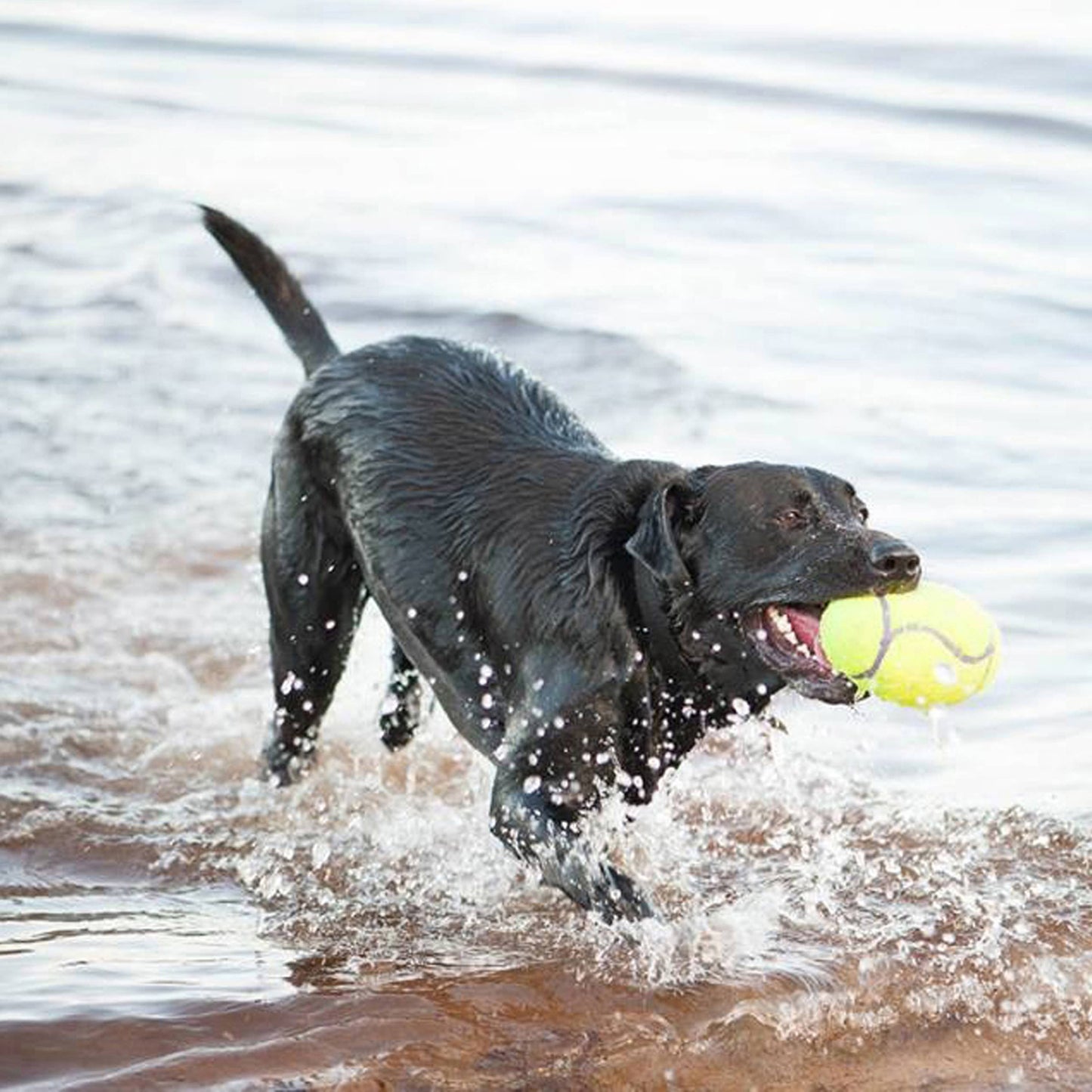 AirDog® Football