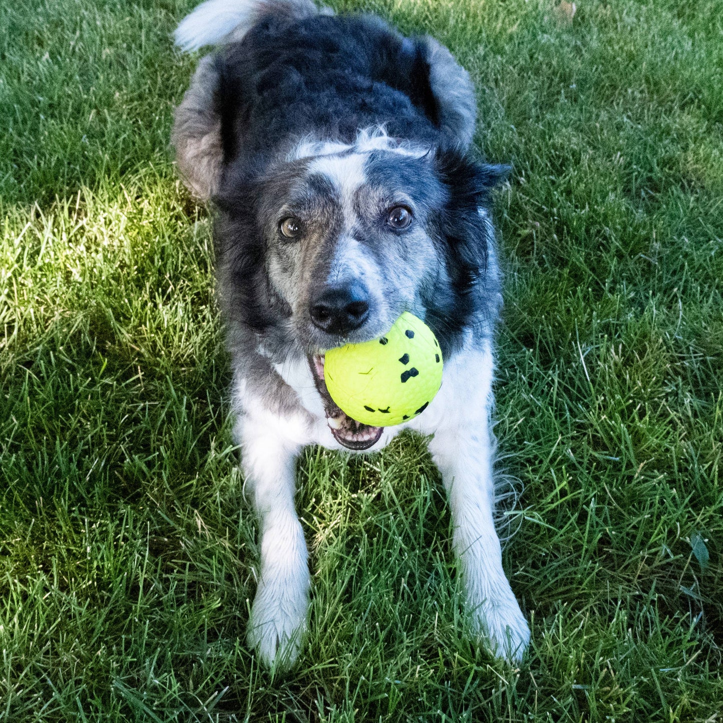 Medium Reflex Ball