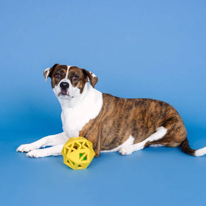 PetShop by Fringe Sweet on the Inside Yellow Rubber Dog Toy