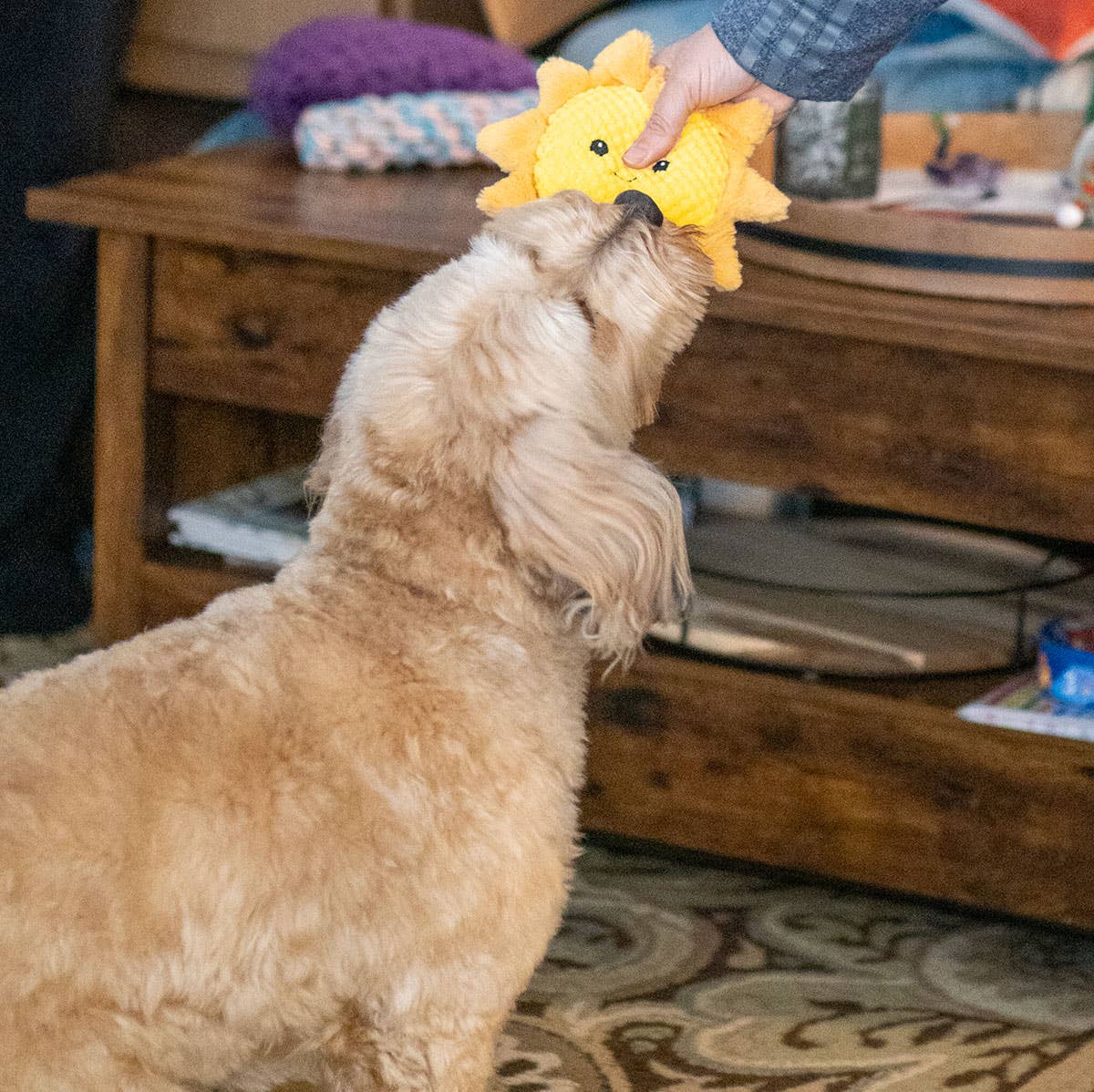 8" Sun Plush Dog Toy