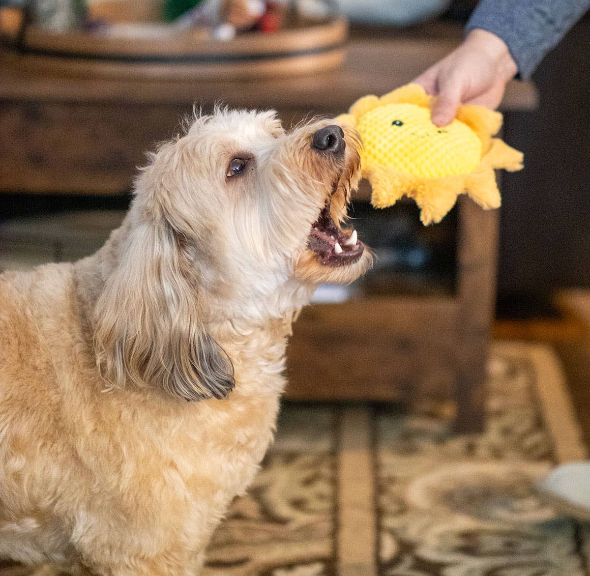 8" Sun Plush Dog Toy