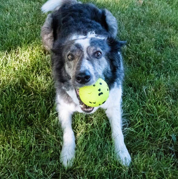Large Reflex Ball